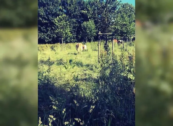 Gemuetliche Rothaarsteig Sauna Ruhrtal Hill アパート シュマレンベルク